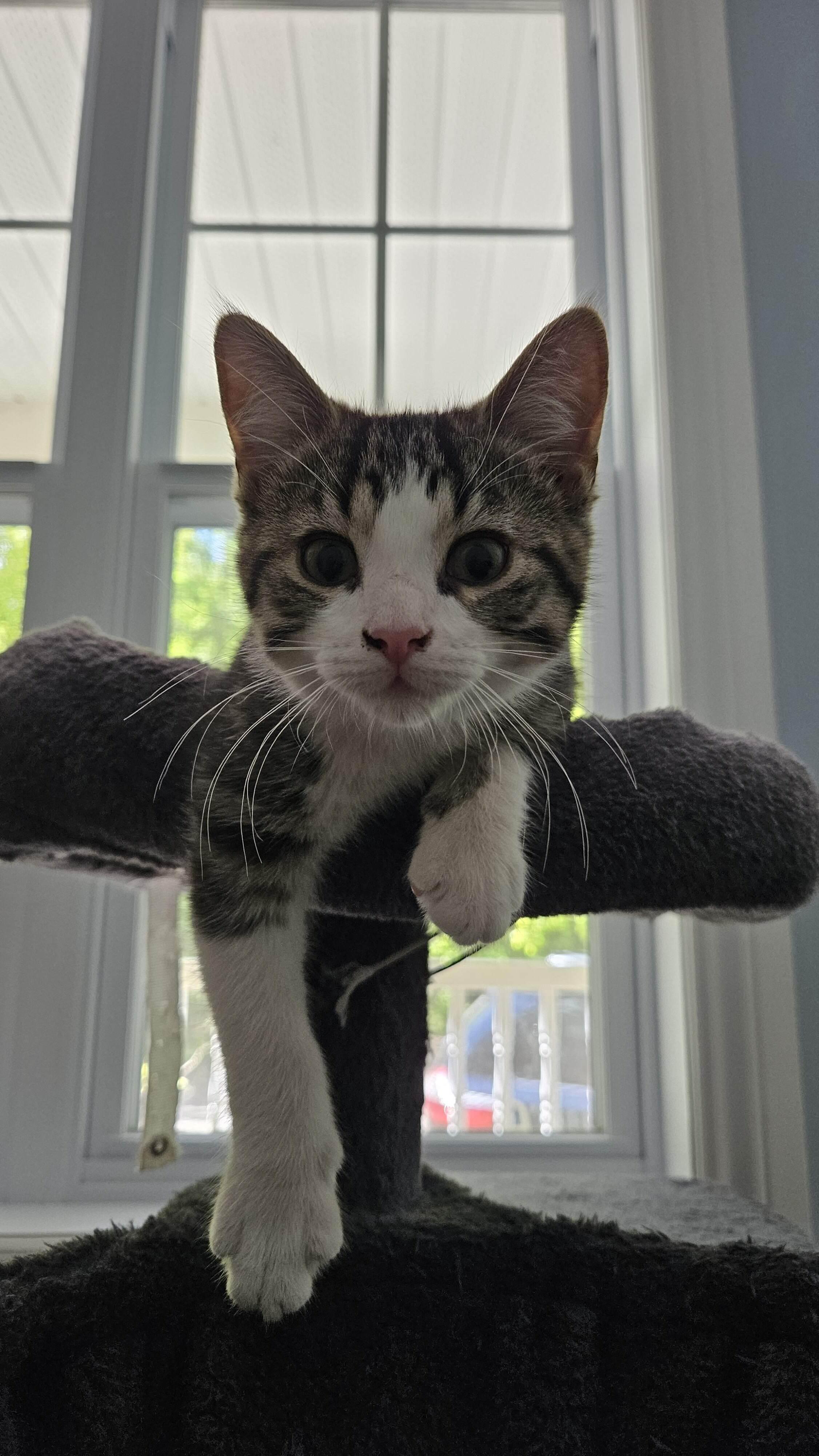 Finny, ADOPTABLE, Kitten Male Domestic Short Hair.