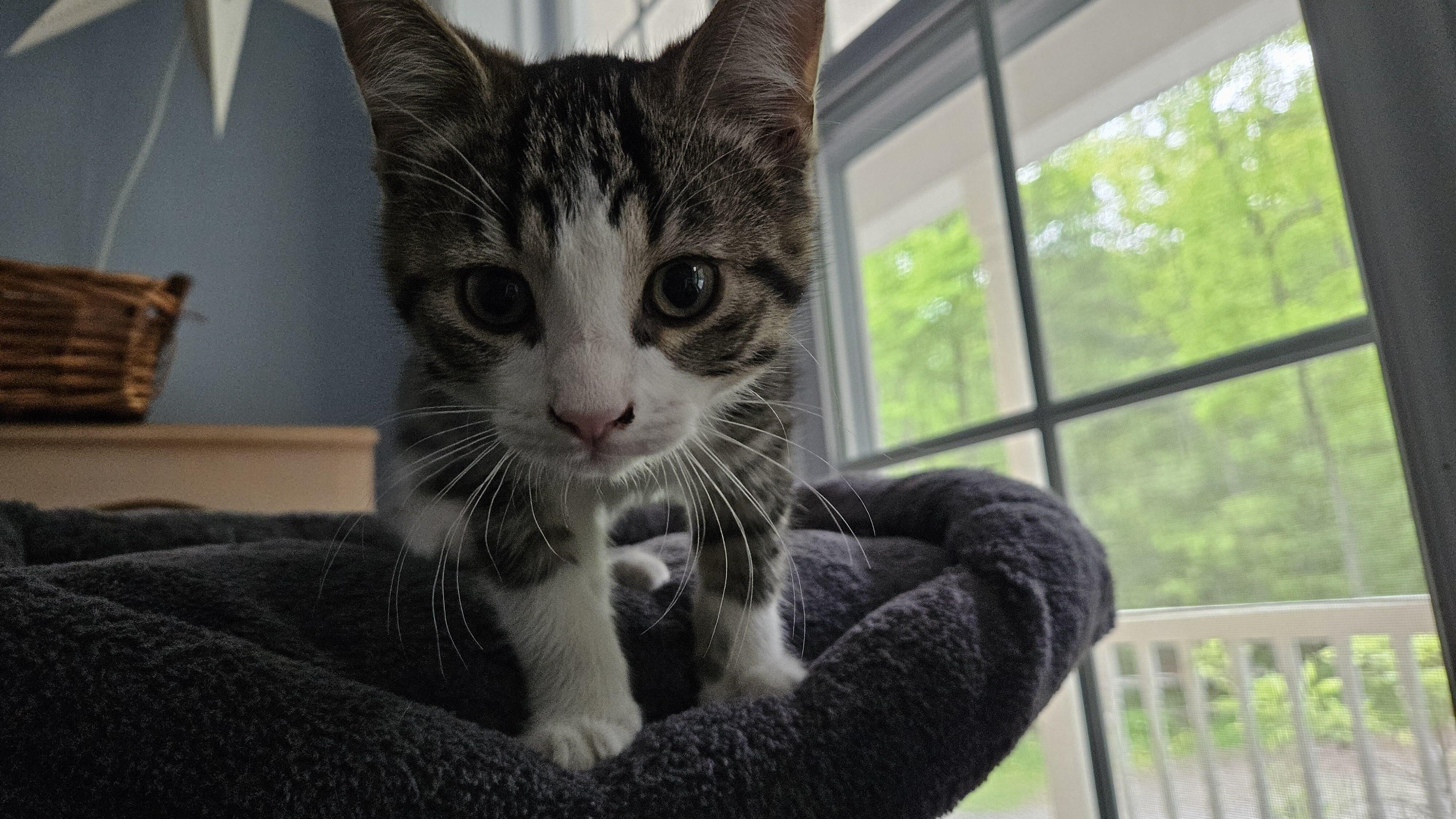 Finny, a ADOPTABLE Domestic Short Hair in Wakefield, QC image 2/4