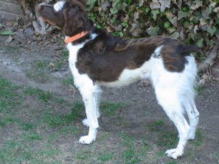 CO/Max, Adopted, Adult Male Brittany Spaniel.