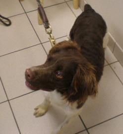 Enlarge CO/Max, a Adopted Brittany Spaniel in Baldwinsville, NY image 2/2