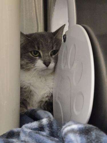 Olive and Martini, Adoptable, Adult Female Domestic Short Hair.
