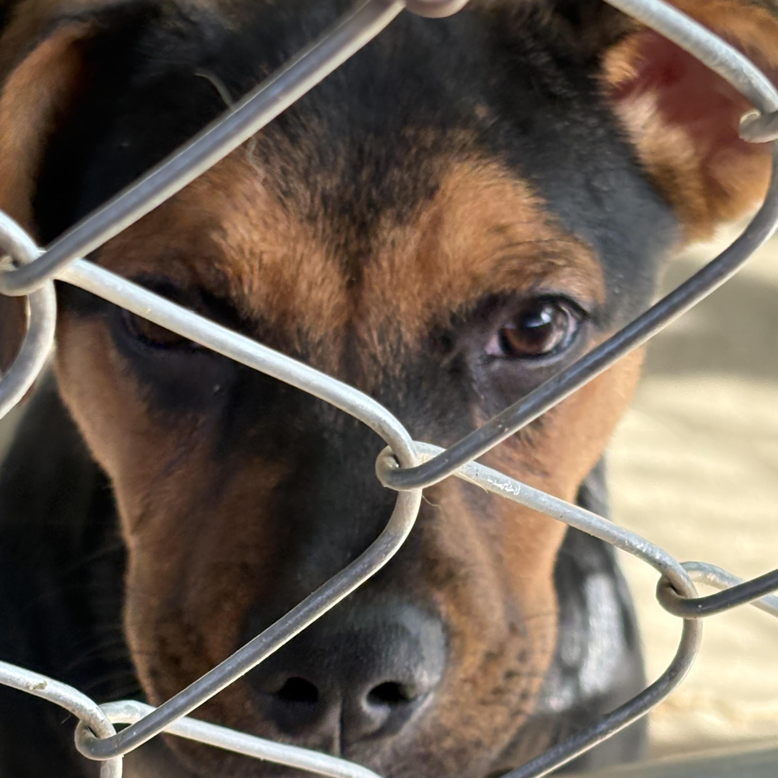 DAISY MAE, an adopted mixed breed in Joshua Tree, CA image 3/5