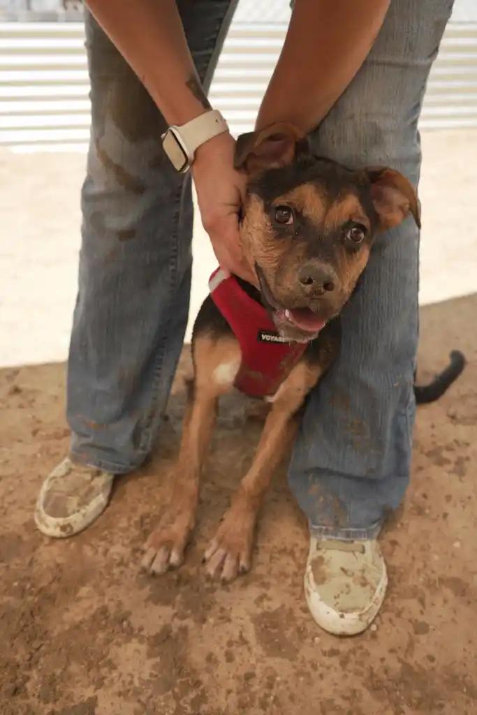 DAISY MAE, adopted, Puppy Female Cattle Dog & Pug.