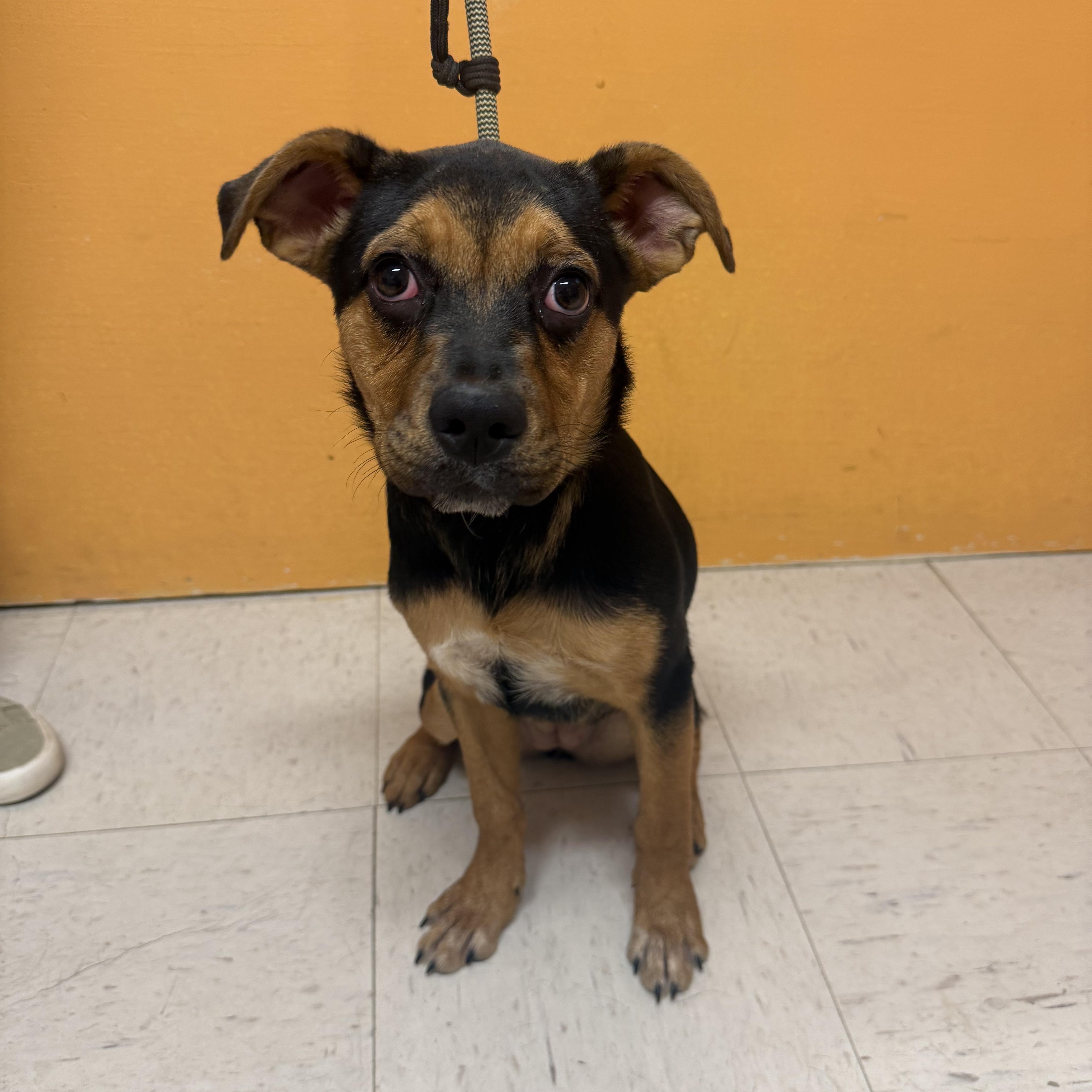 DAISY MAE, an adopted mixed breed in Joshua Tree, CA image 2/5