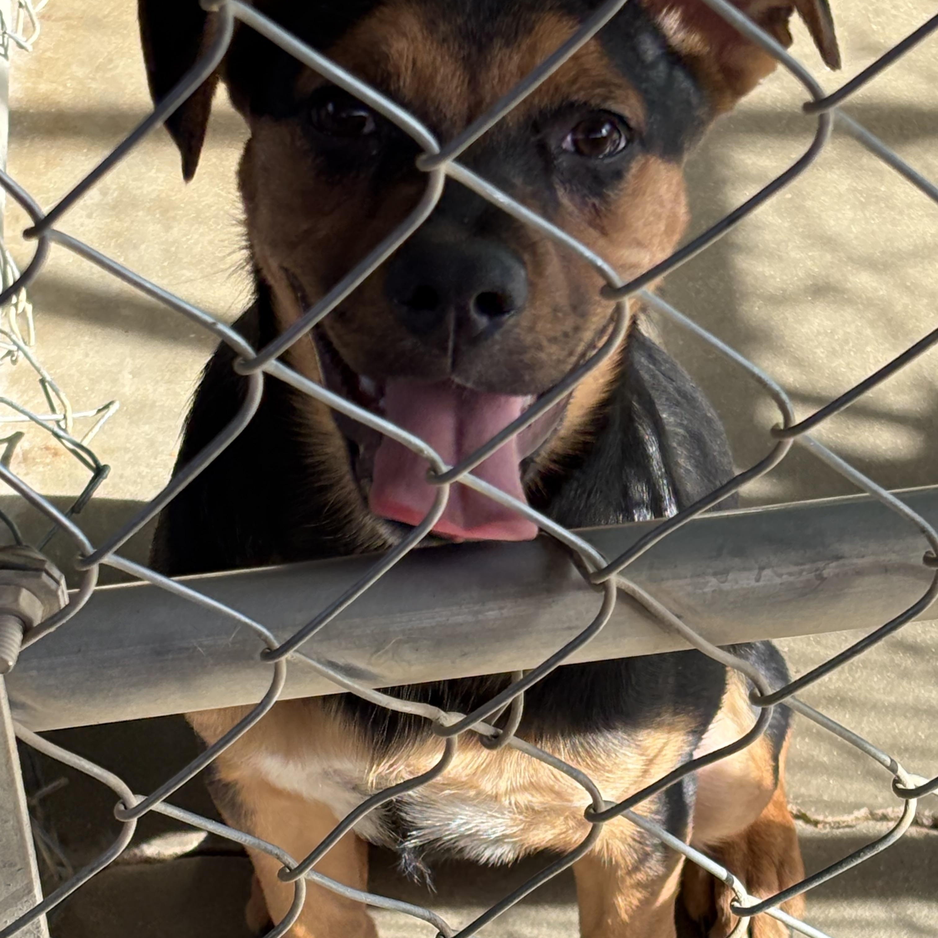 DAISY MAE, an adopted mixed breed in Joshua Tree, CA image 4/5