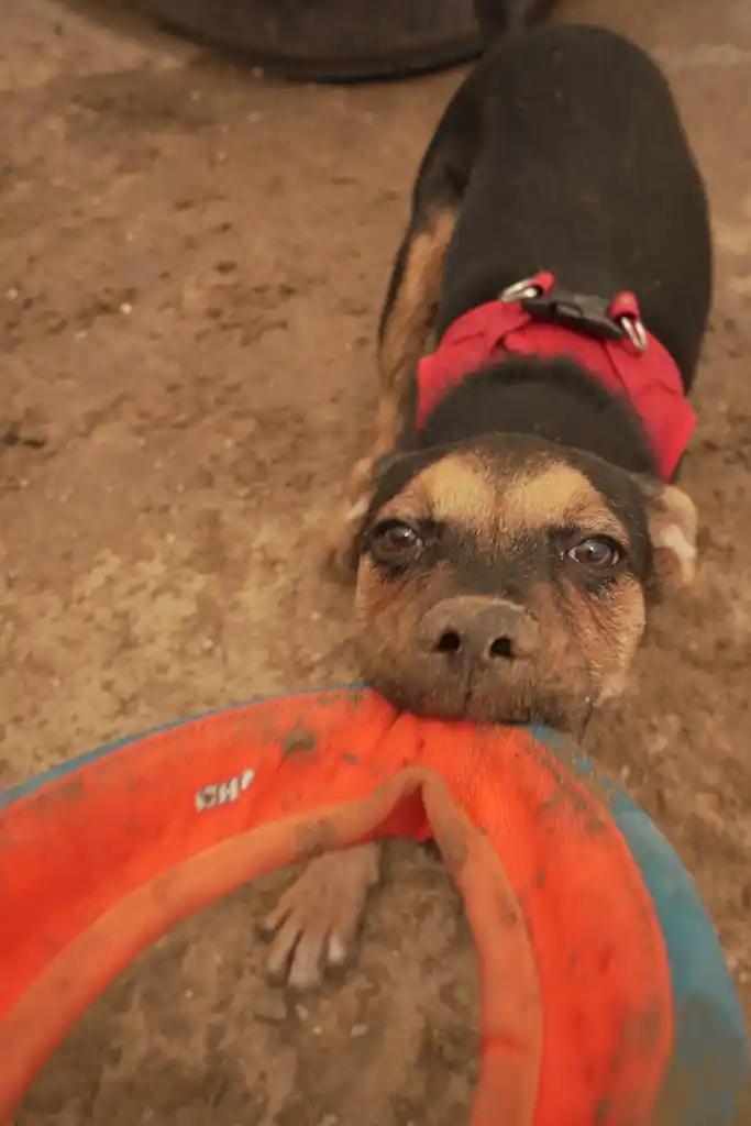 DAISY MAE, an adopted mixed breed in Joshua Tree, CA image 5/5