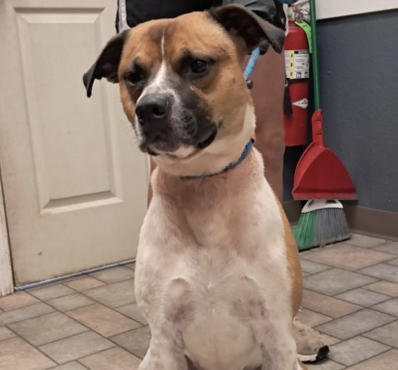 Enlarge Dave, a Adoptable Australian Cattle Dog / Blue Heeler in Hollister, MO image 3/4