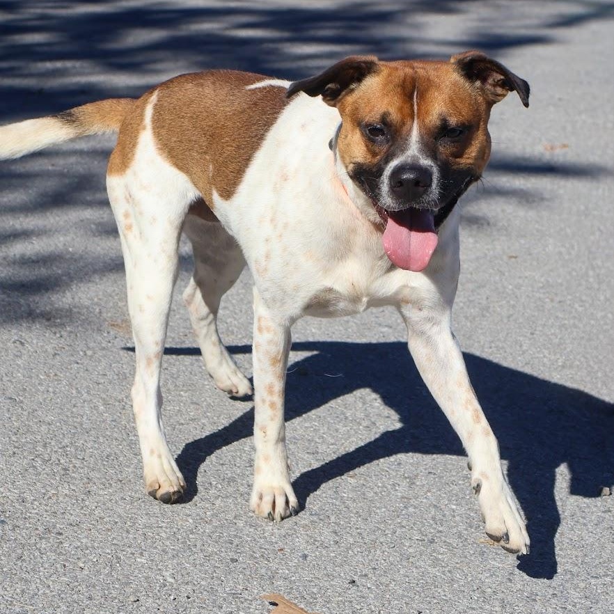 Dave, Adoptable, Adult Male Australian Cattle Dog / Blue Heeler.