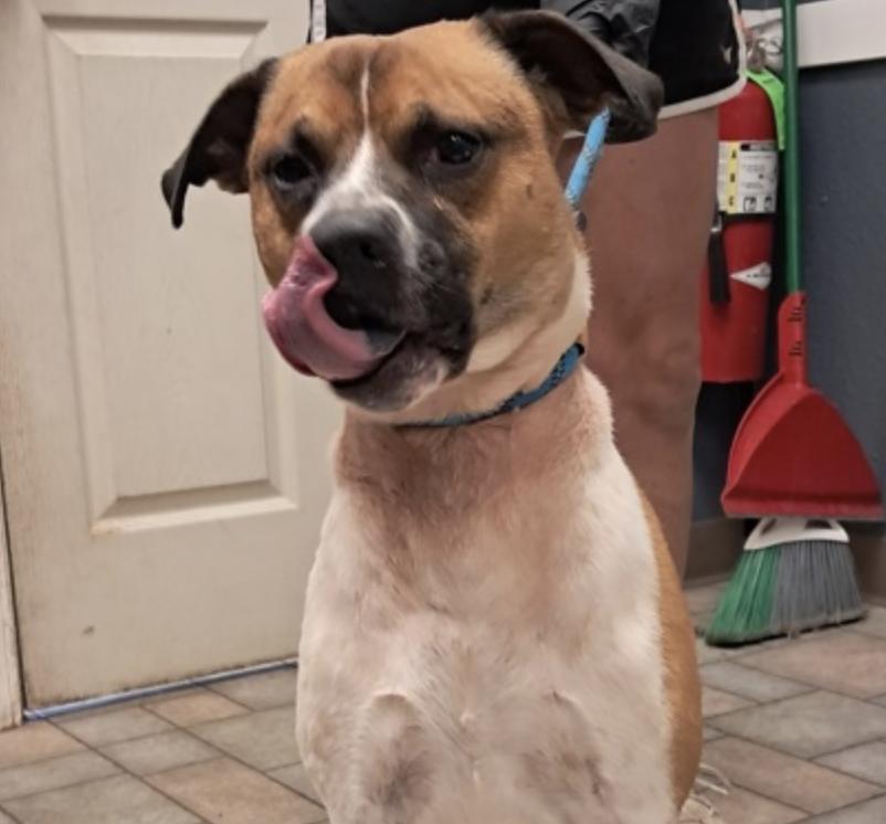 Enlarge Dave, a Adoptable Australian Cattle Dog / Blue Heeler in Hollister, MO image 4/4