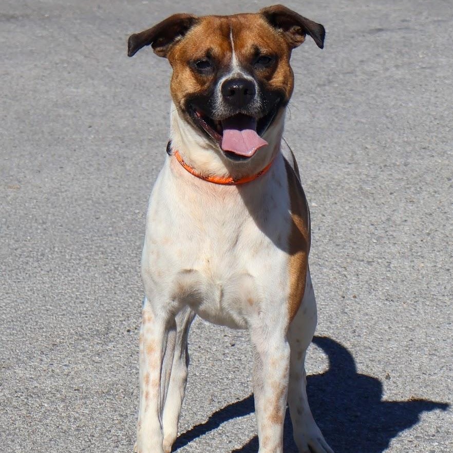 Enlarge Dave, a Adoptable Australian Cattle Dog / Blue Heeler in Hollister, MO image 2/4