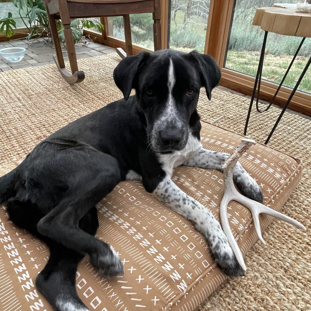 Nico, Adoptable, Adult Male Mixed Breed.