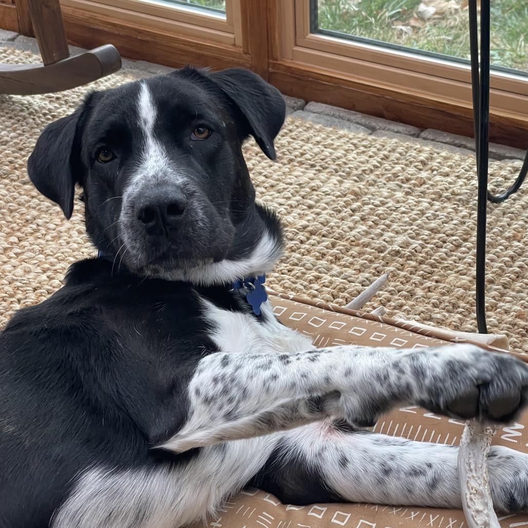 Nico, a Adoptable Mixed Breed in Potomac, MD image 2/6