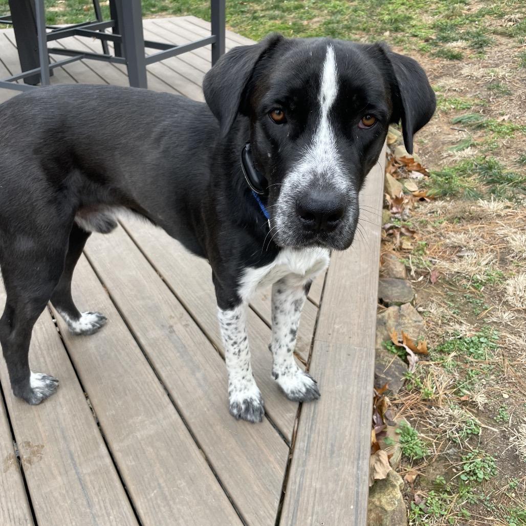 Nico, a Adoptable Mixed Breed in Potomac, MD image 3/6