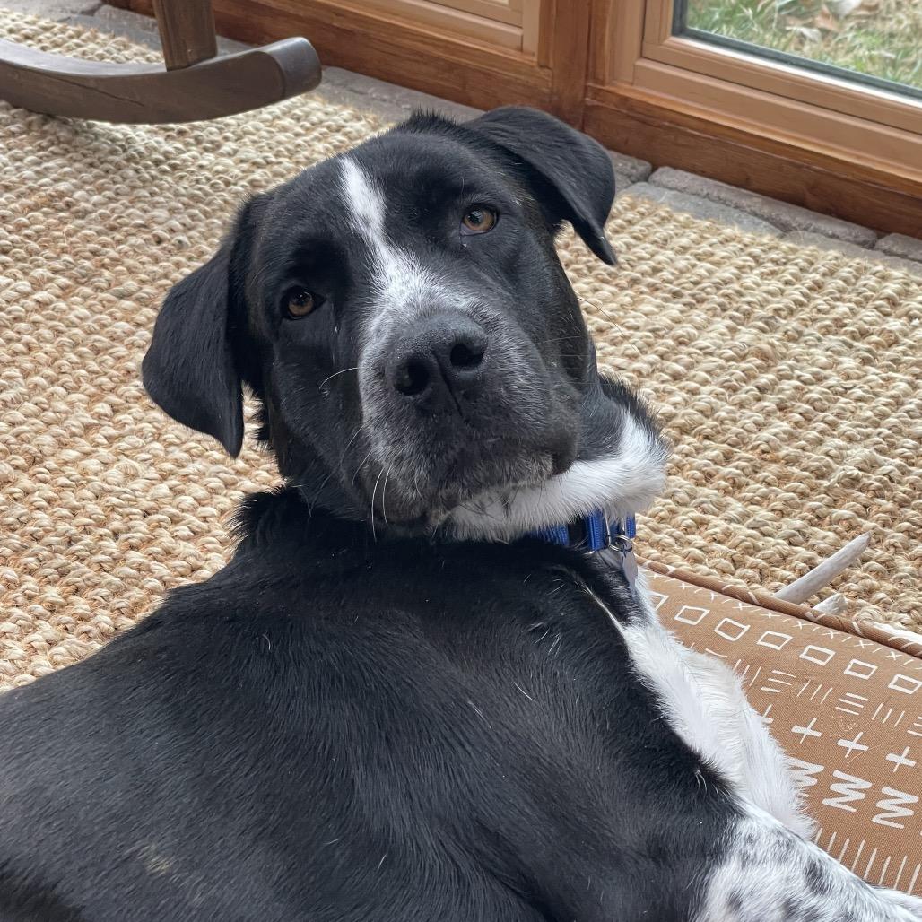 Nico, a Adoptable Mixed Breed in Potomac, MD image 4/6