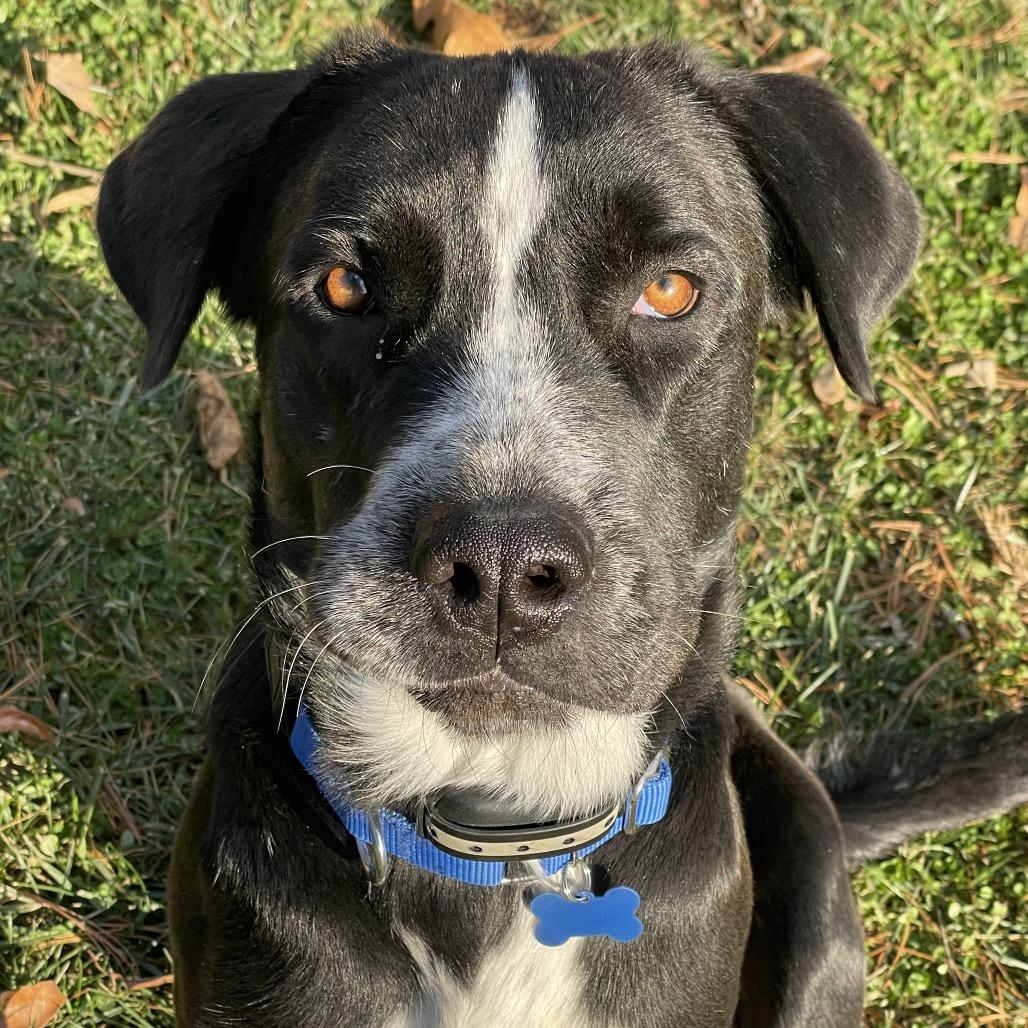 Nico, a Adoptable Mixed Breed in Potomac, MD image 5/6