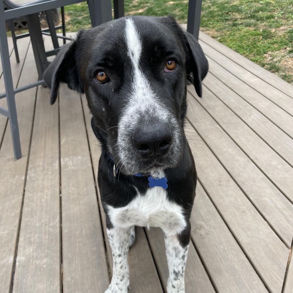 Nico, a Adoptable Mixed Breed in Potomac, MD image 6/6