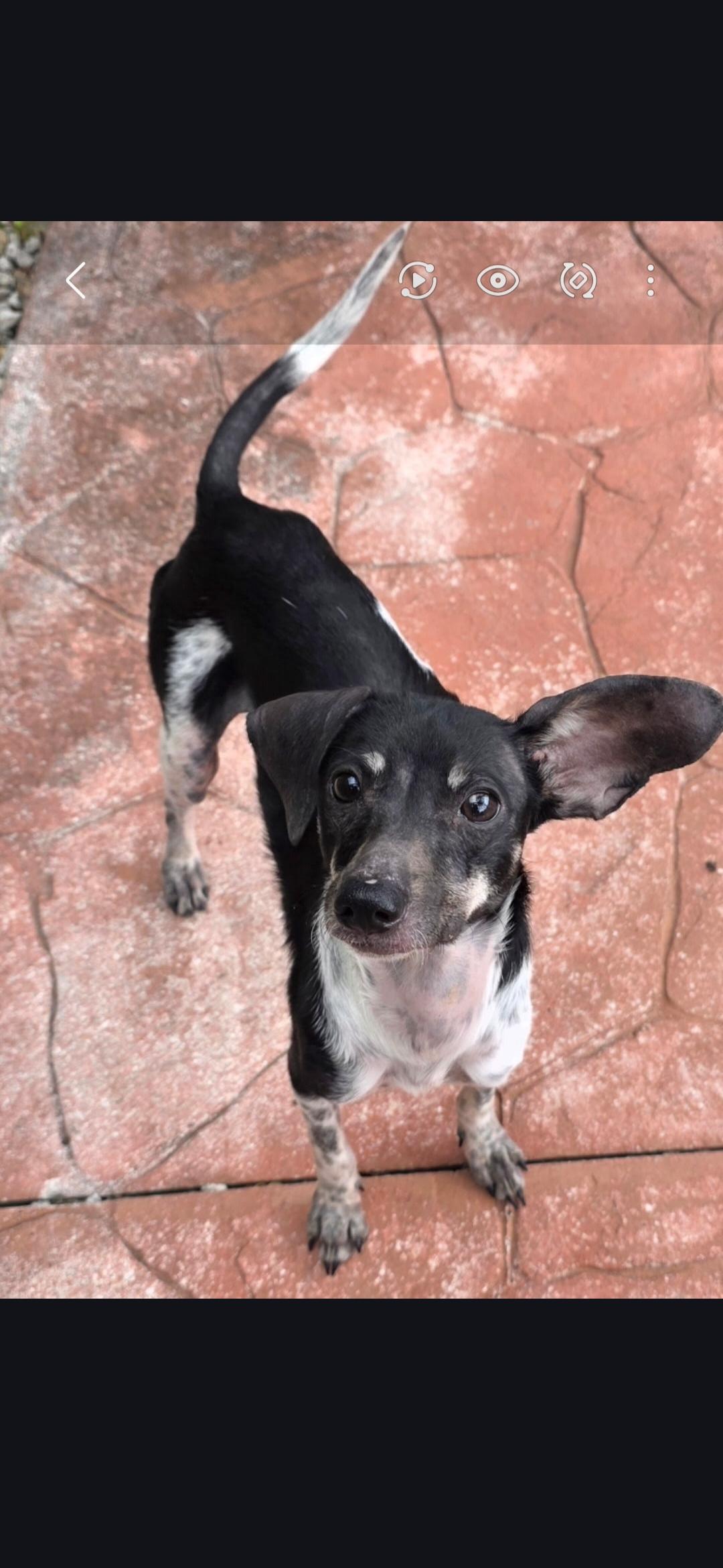 Astro, ADOPTABLE, Adult Male Rat Terrier.