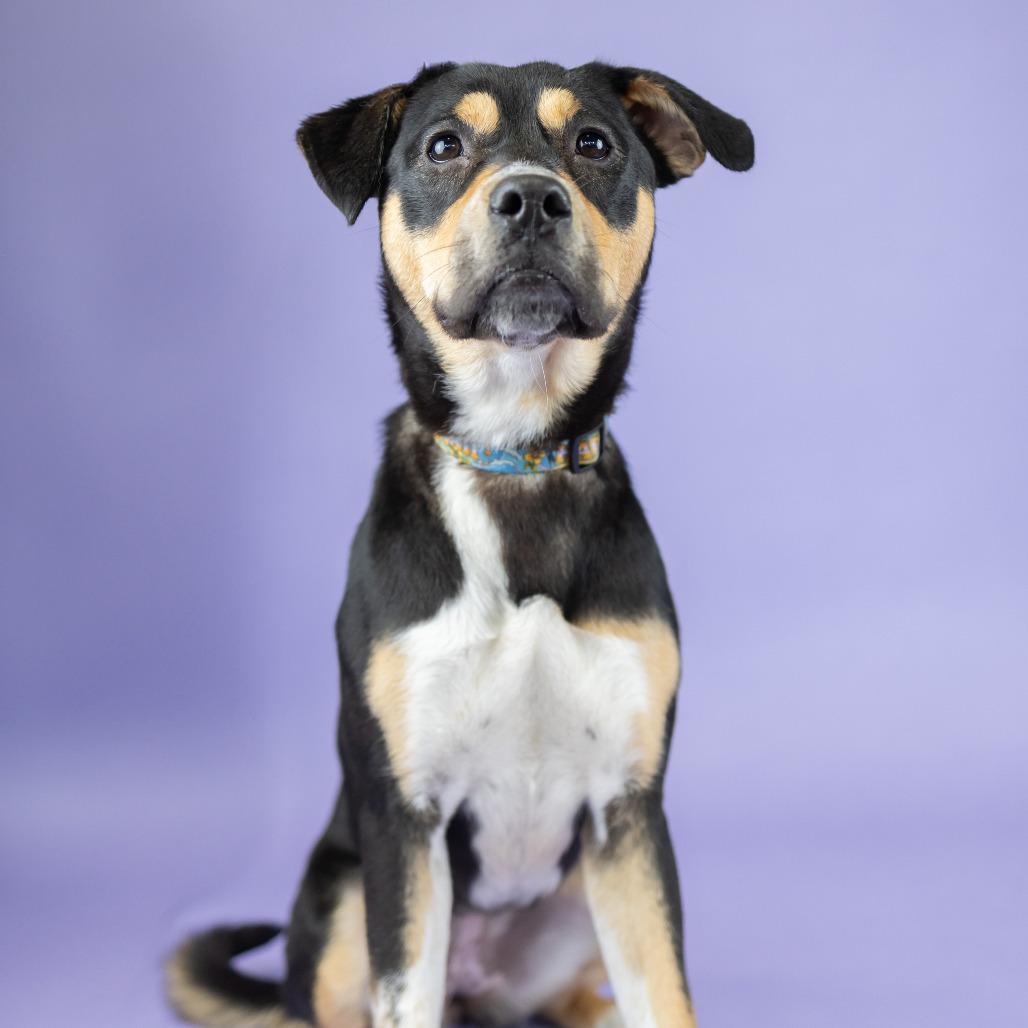 Enlarge Cha Cha, a Adoptable Mixed Breed in Portland, OR image 1/2