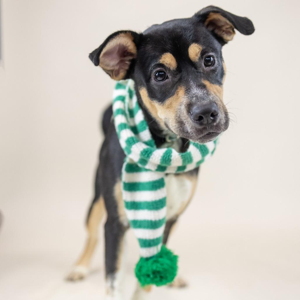 Enlarge Cha Cha, a Adoptable Mixed Breed in Portland, OR image 2/2