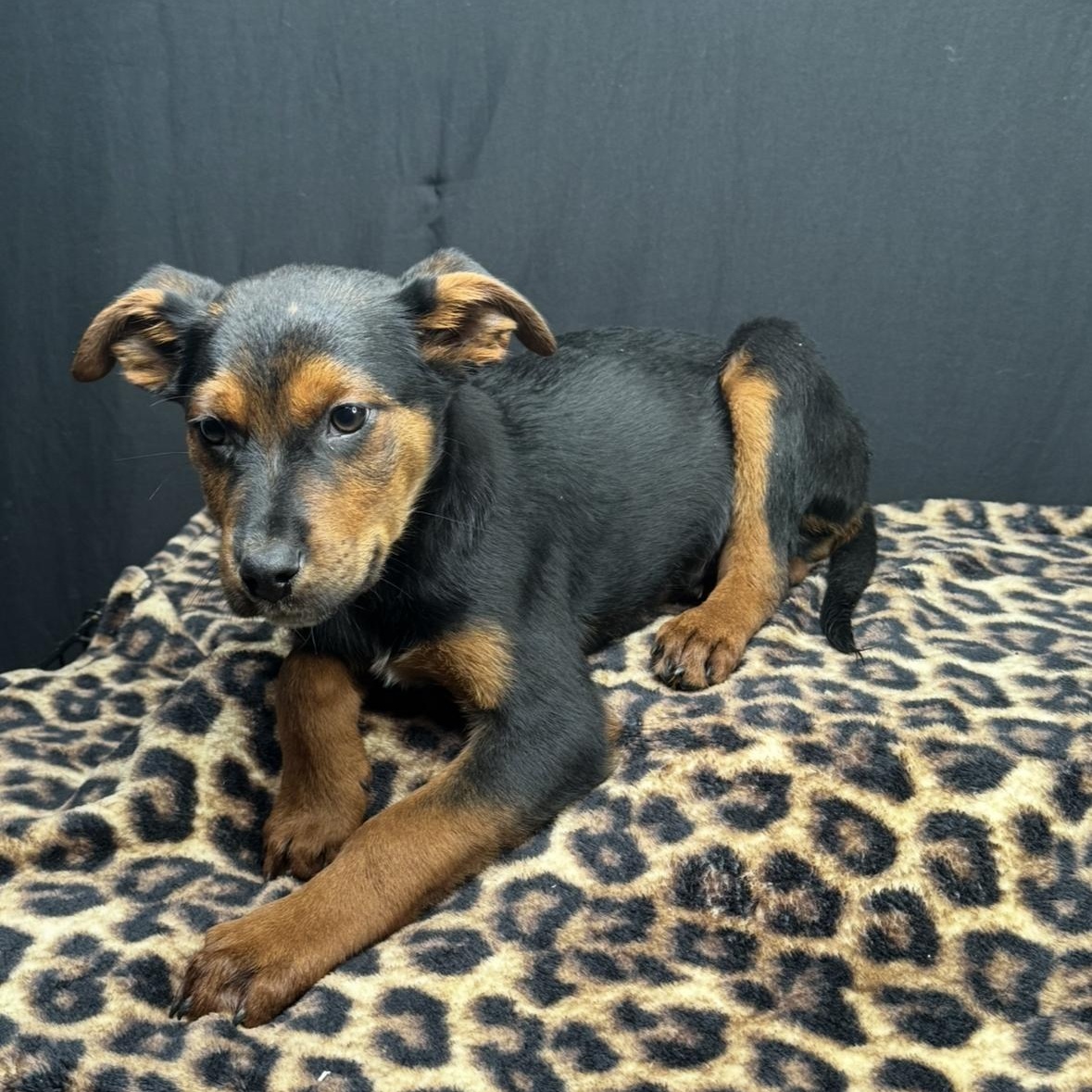 Enlarge Silas, a Adoptable mixed breed in Atlanta, TX image 3/6