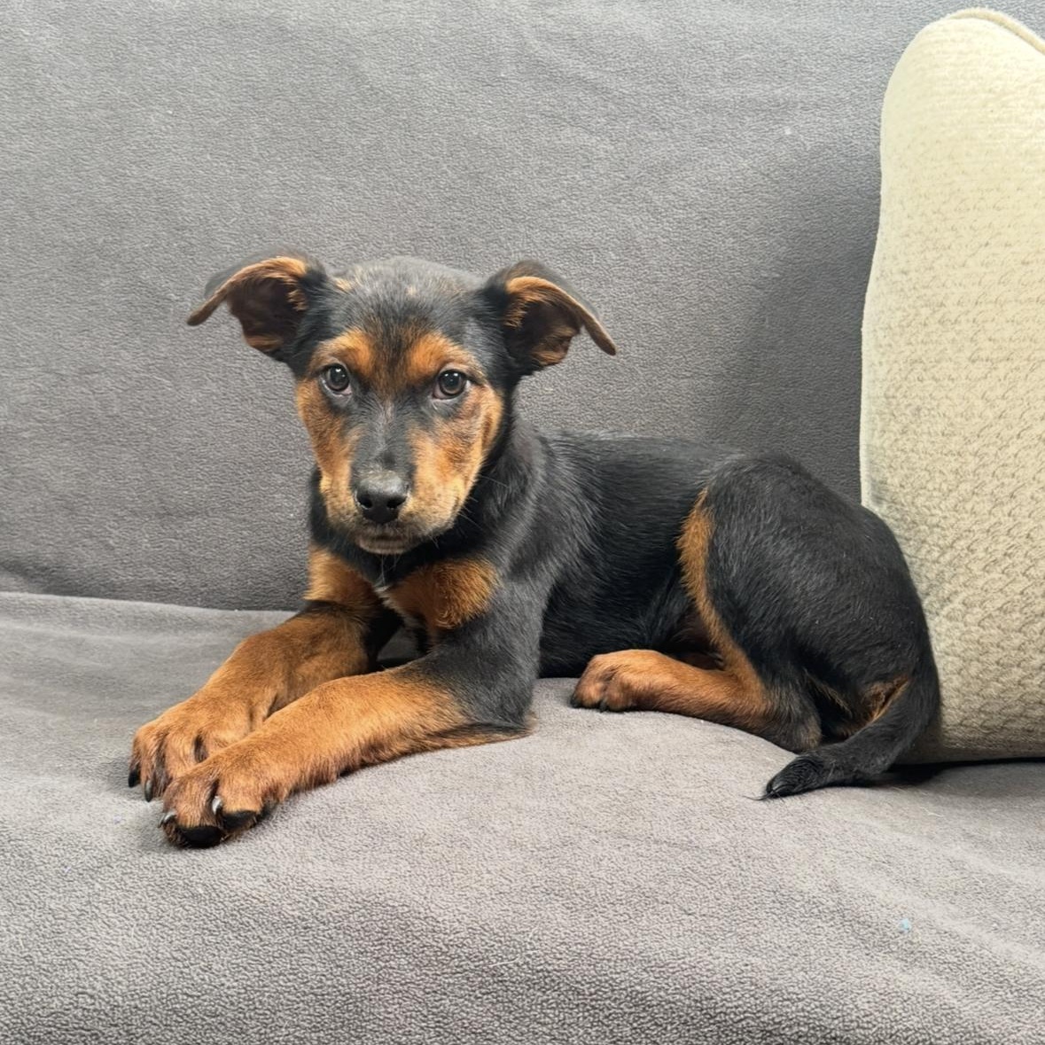 Enlarge Silas, a Adoptable mixed breed in Atlanta, TX image 6/6