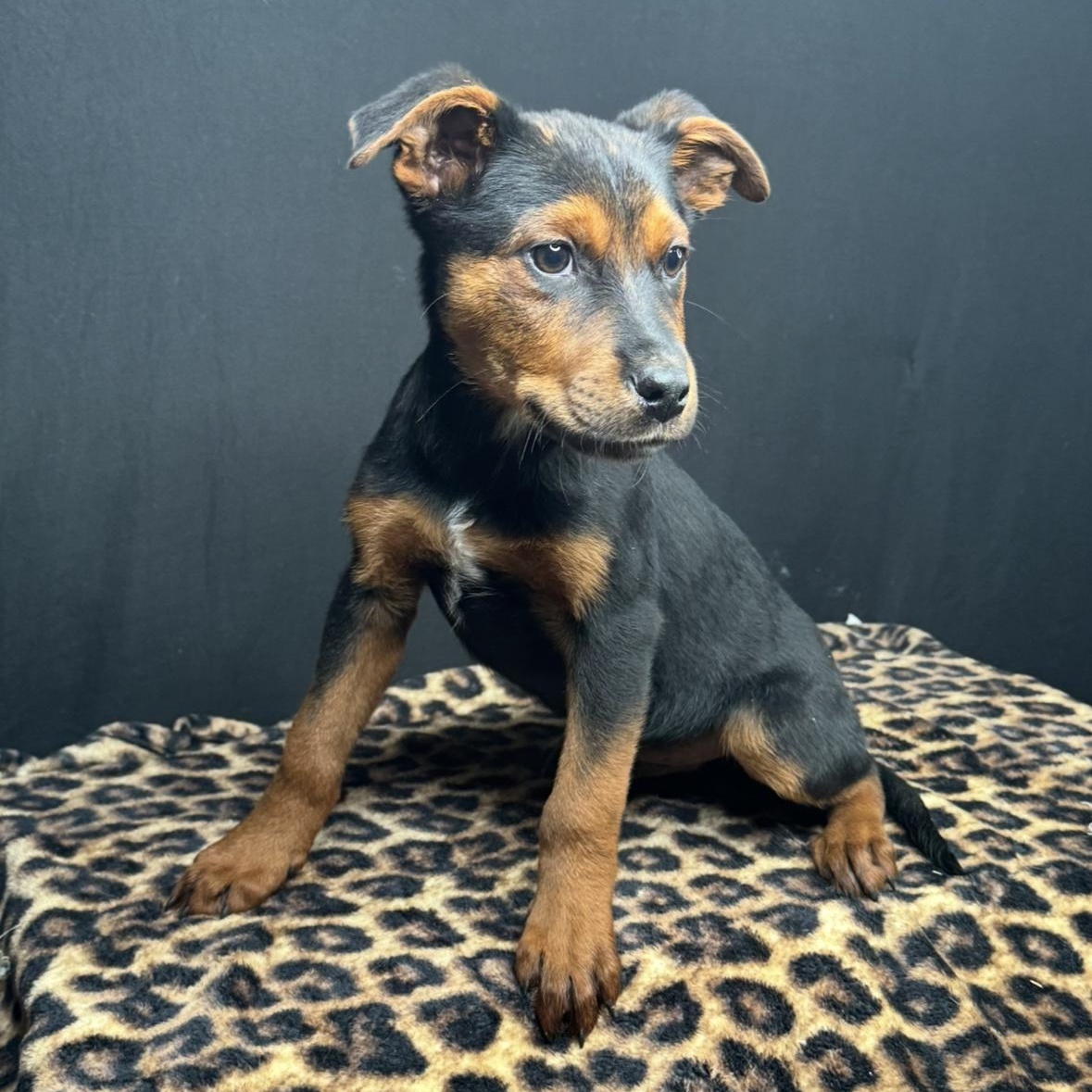 Enlarge Silas, a Adoptable mixed breed in Atlanta, TX image 2/6