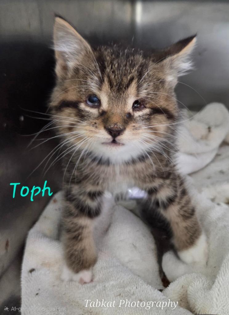 Enlarge Toph, a Adoptable mixed breed in Cambridge, MD image 1/1