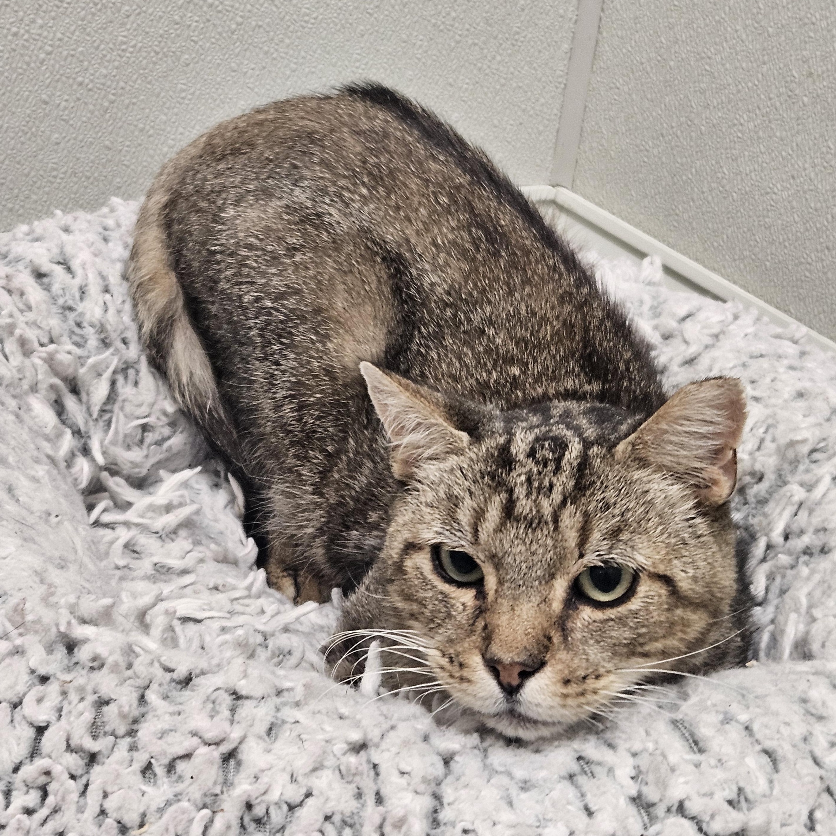 Enlarge Fievel, a Adoptable Domestic Short Hair in Fall River, MA image 1/1