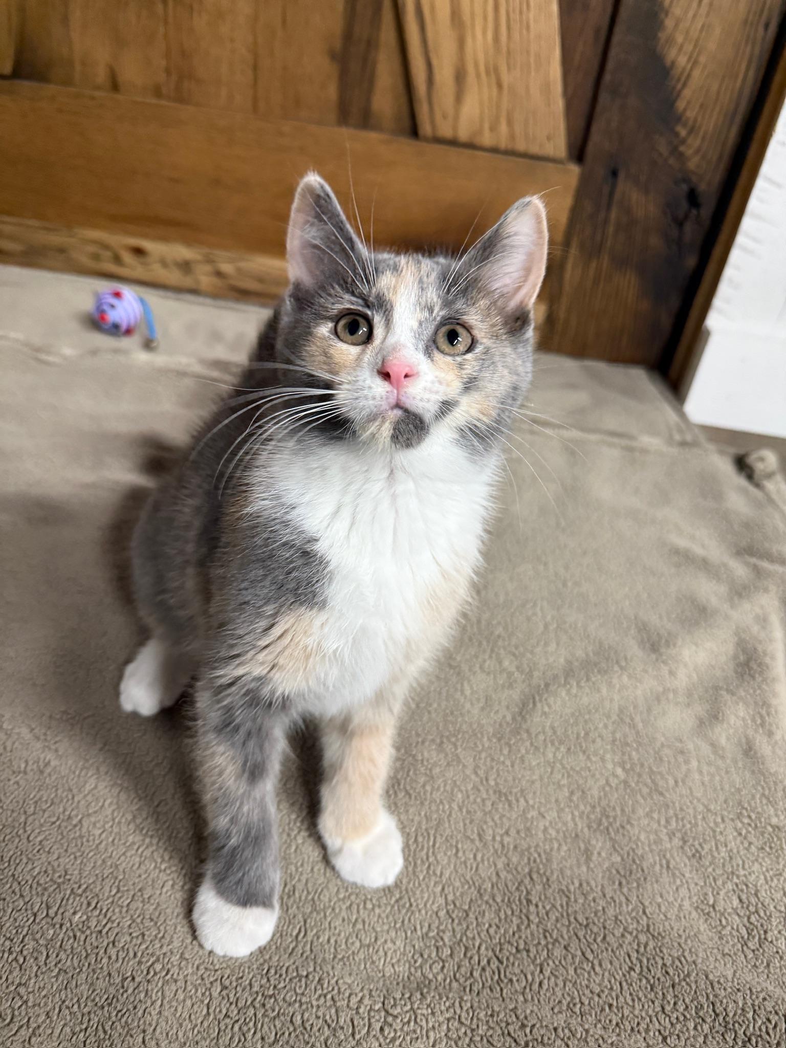 Hibana , adopted, Kitten Female Domestic Short Hair.