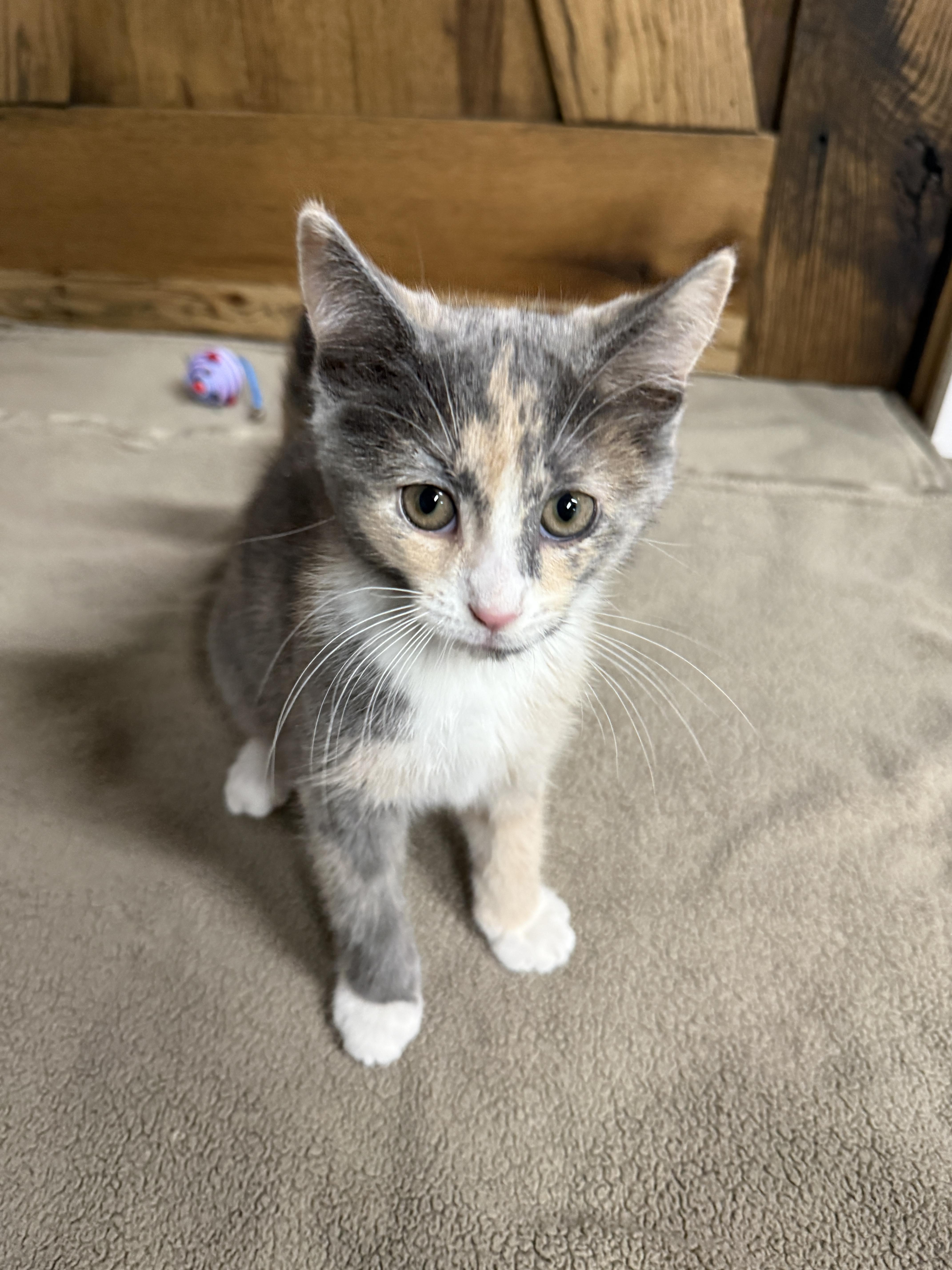 Enlarge Hibana , an adopted Domestic Short Hair in Hartville, OH image 5/5