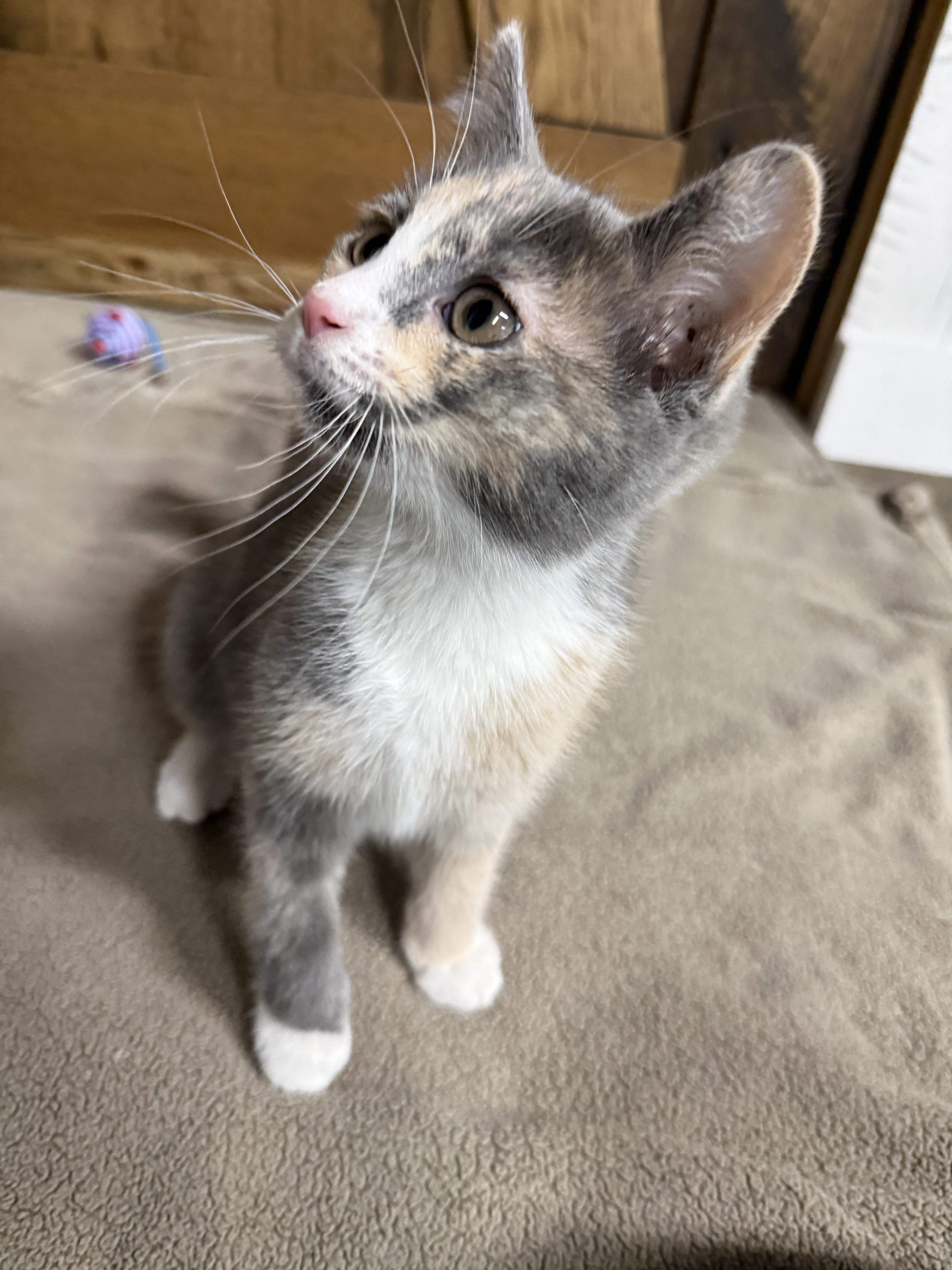 Enlarge Hibana , an adopted Domestic Short Hair in Hartville, OH image 4/5