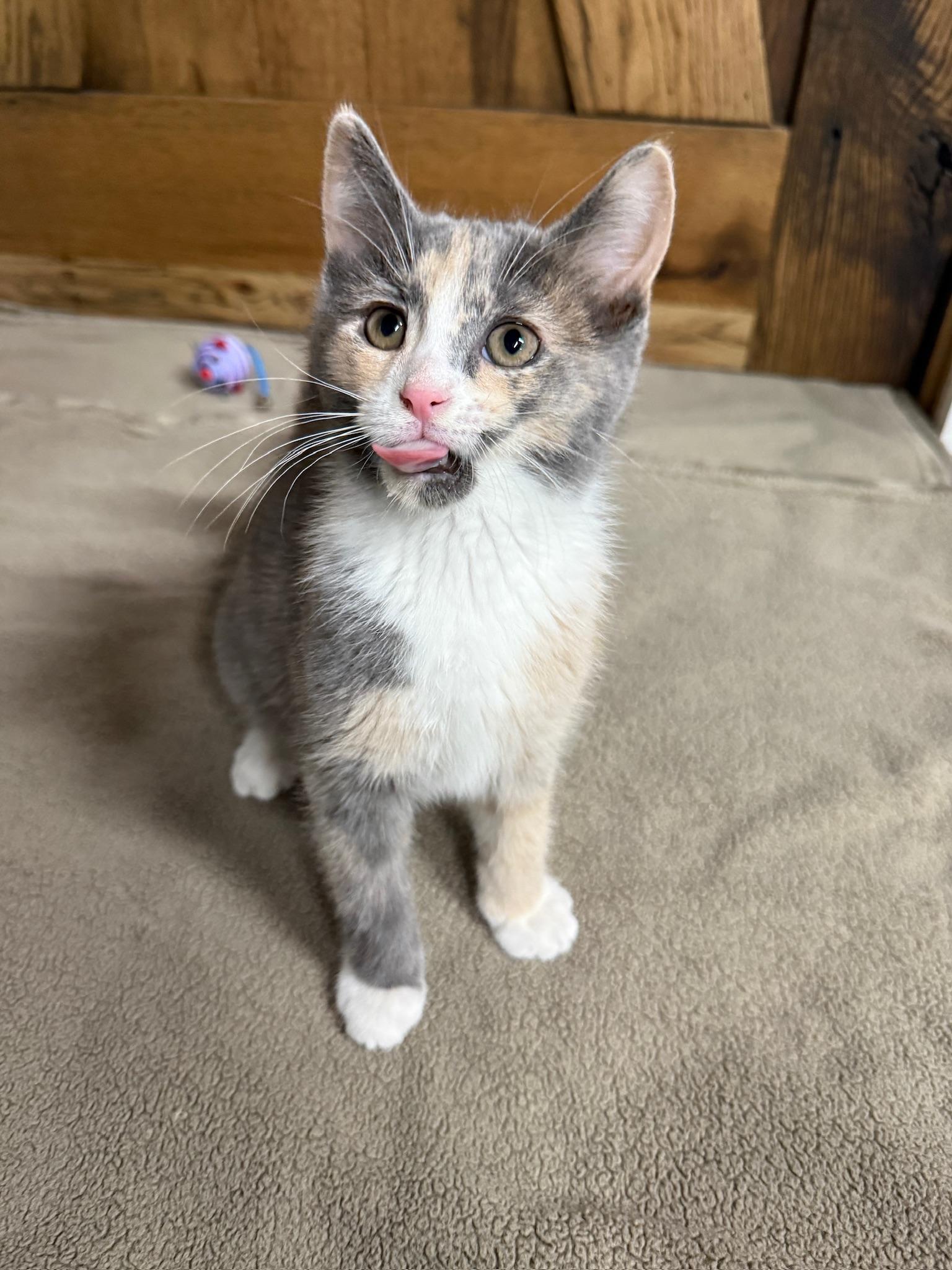 Enlarge Hibana , an adopted Domestic Short Hair in Hartville, OH image 2/5