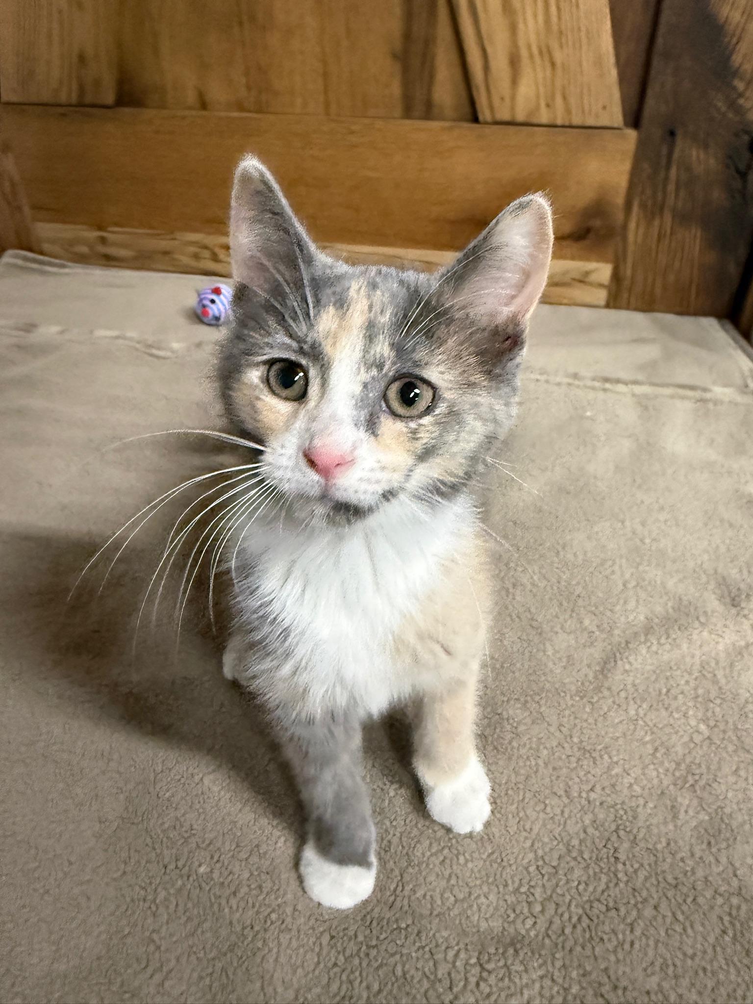 Enlarge Hibana , an adopted Domestic Short Hair in Hartville, OH image 3/5