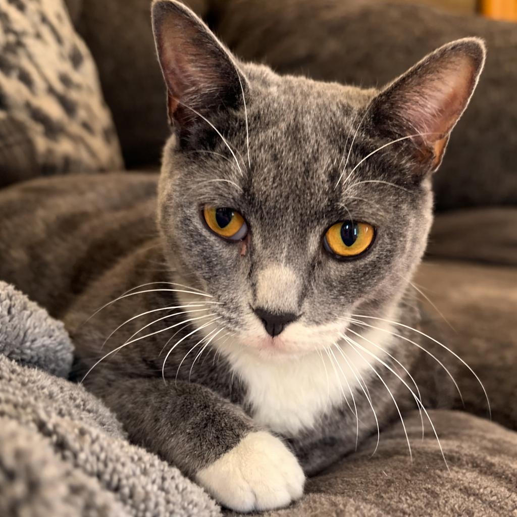 Nubbs, a Adoptable mixed breed in Dublin, OH image 1/3