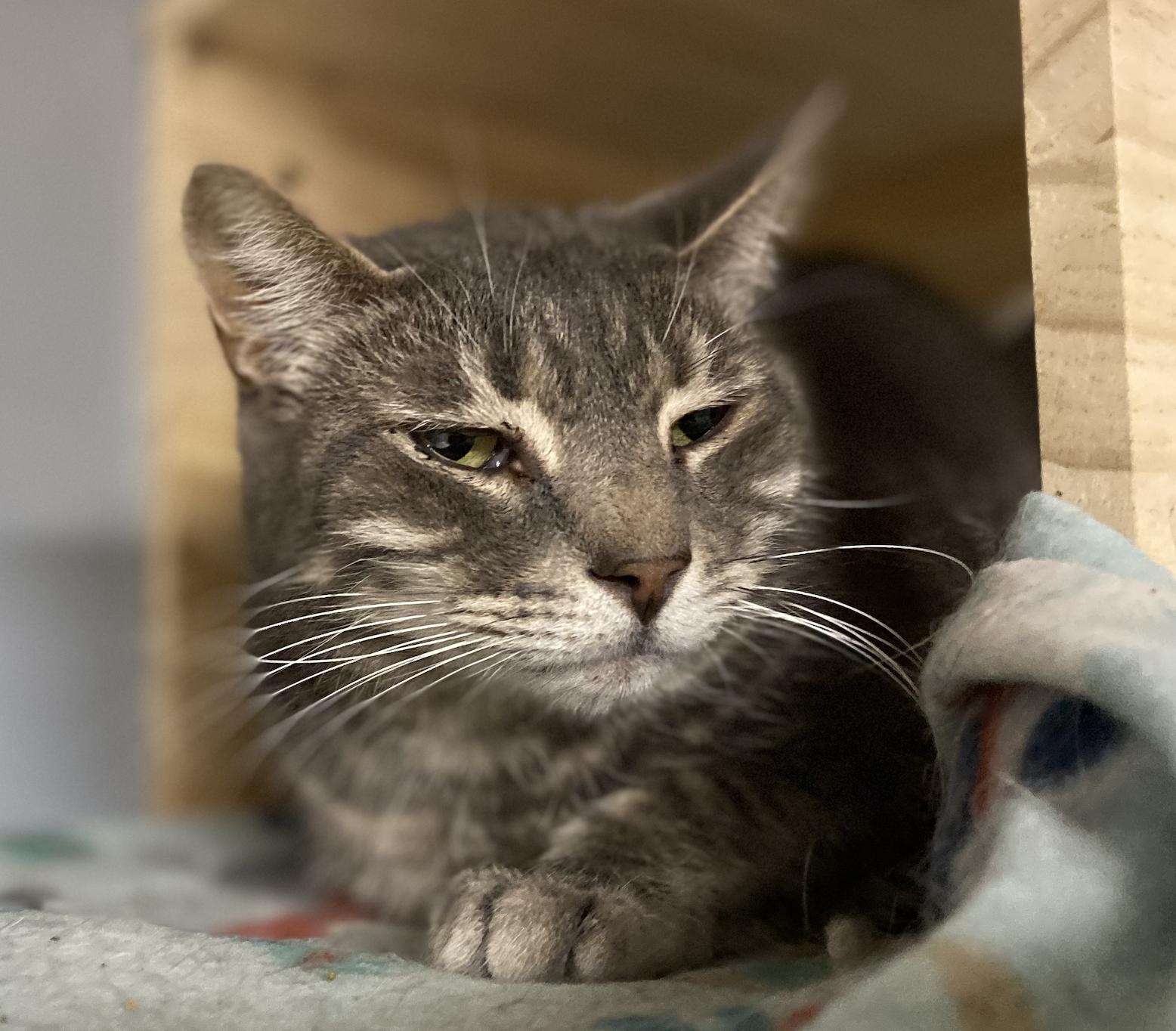 Logan, Adopted, Adult Male Domestic Short Hair.