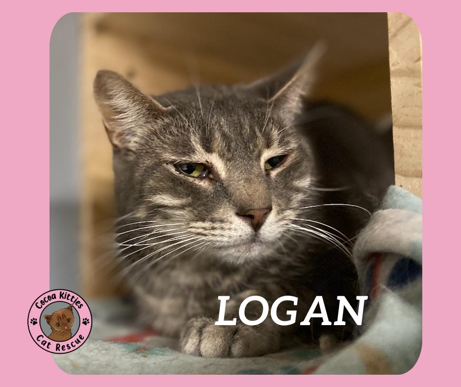 Logan, a Adopted mixed breed in Hershey, PA image 2/2