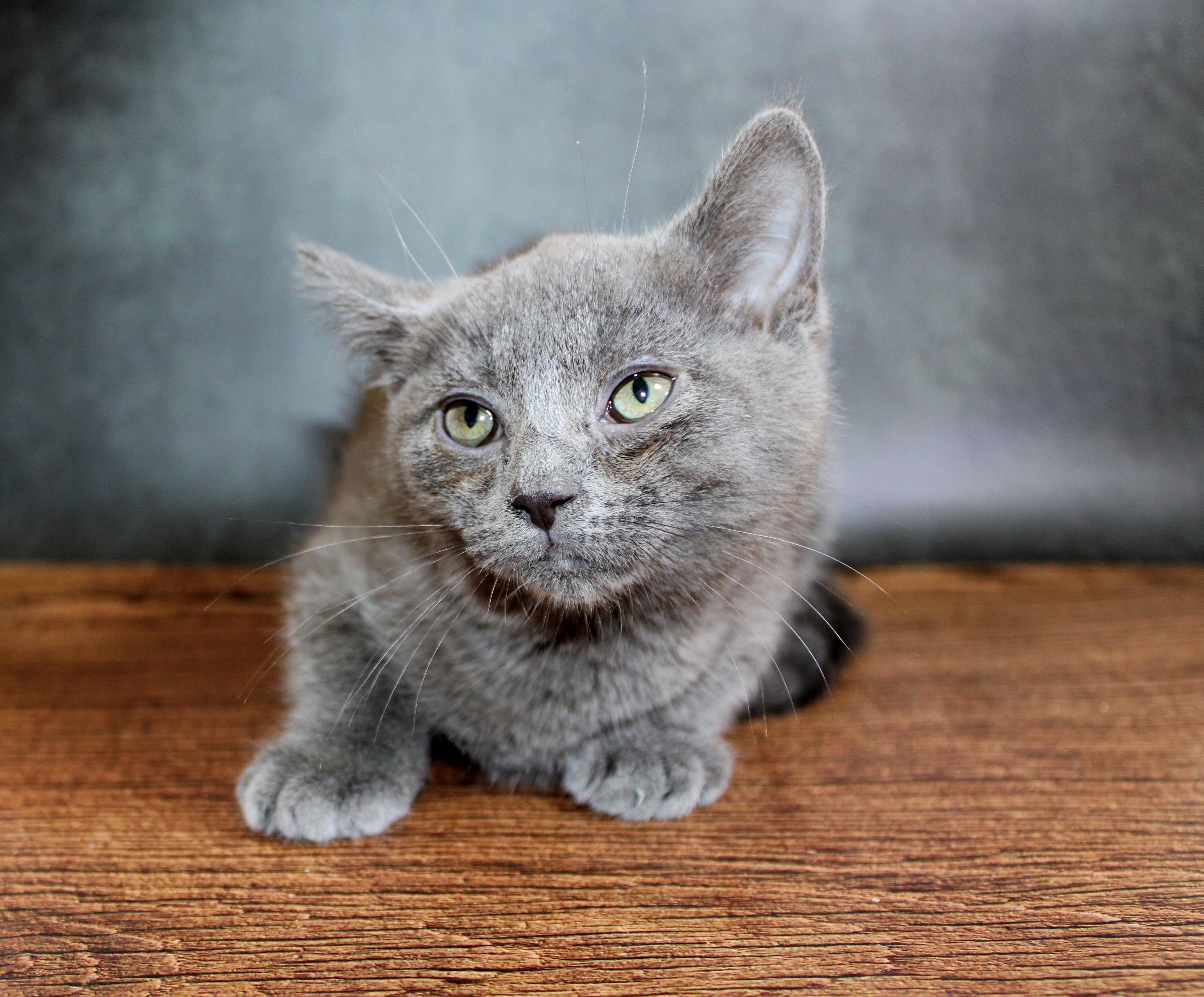 Enlarge Teddy Bear, an adopted mixed breed in Lees Summit, MO image 1/6