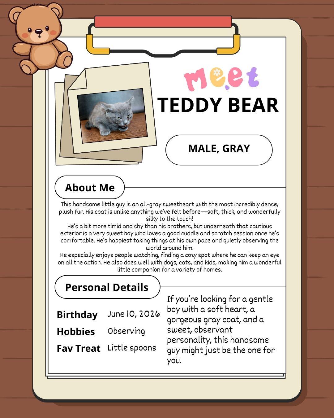 Enlarge Teddy Bear, an adopted mixed breed in Lees Summit, MO image 6/6