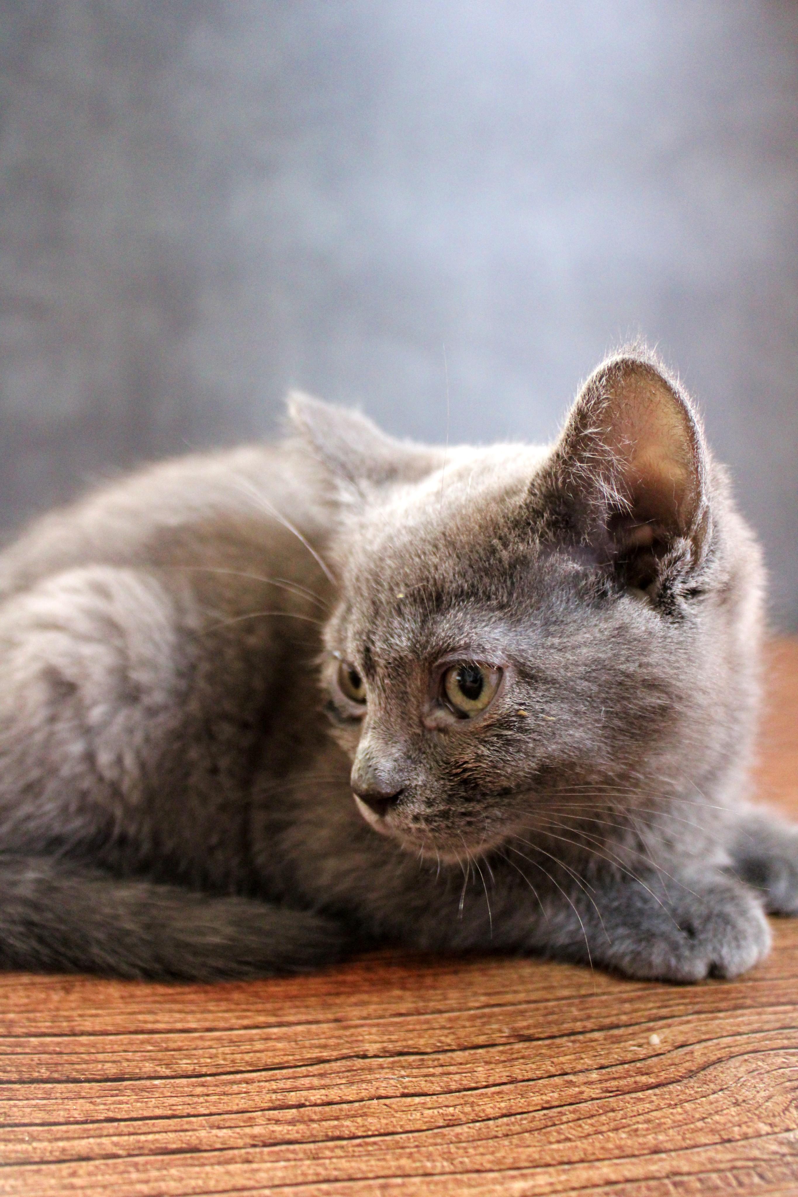Enlarge Teddy Bear, an adopted mixed breed in Lees Summit, MO image 3/6