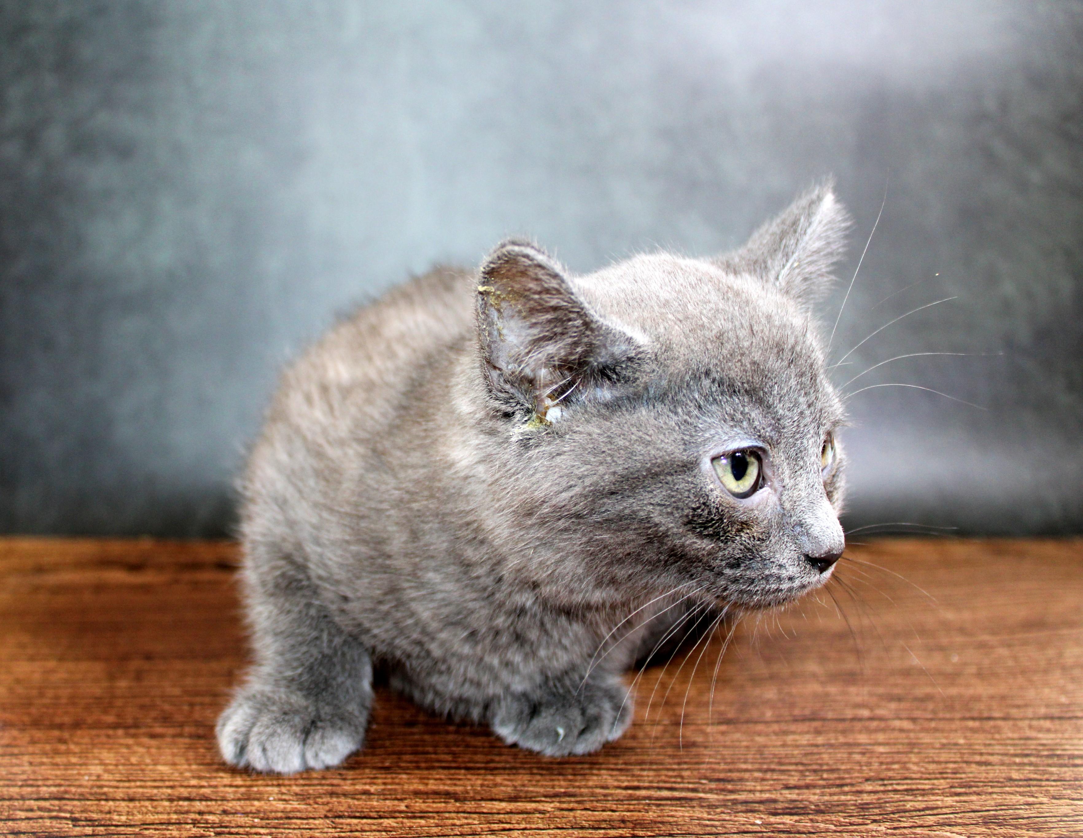 Enlarge Teddy Bear, an adopted mixed breed in Lees Summit, MO image 4/6