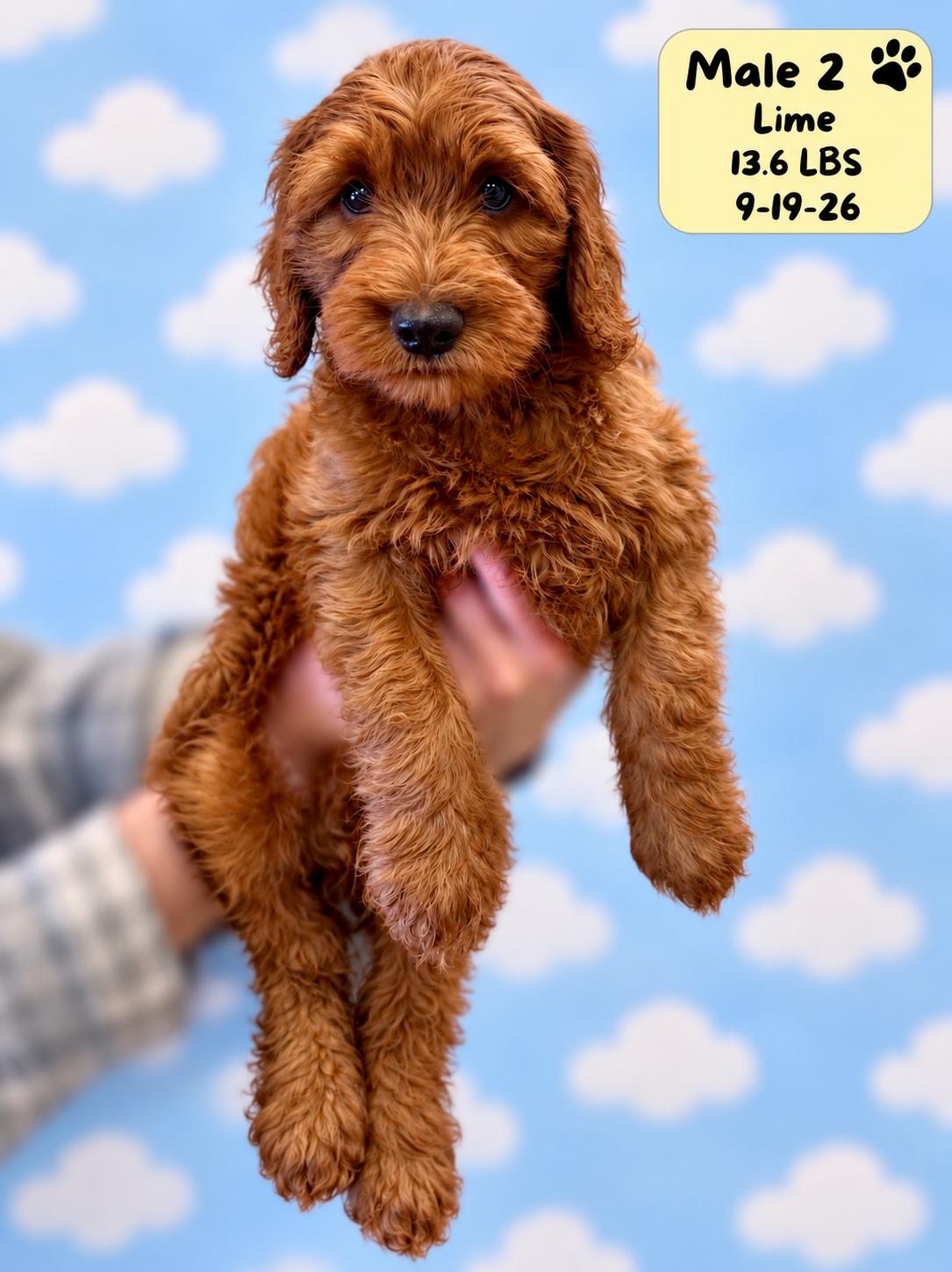 Enlarge Bowie, a Adoptable Labradoodle in El Segundo, CA image 2/6