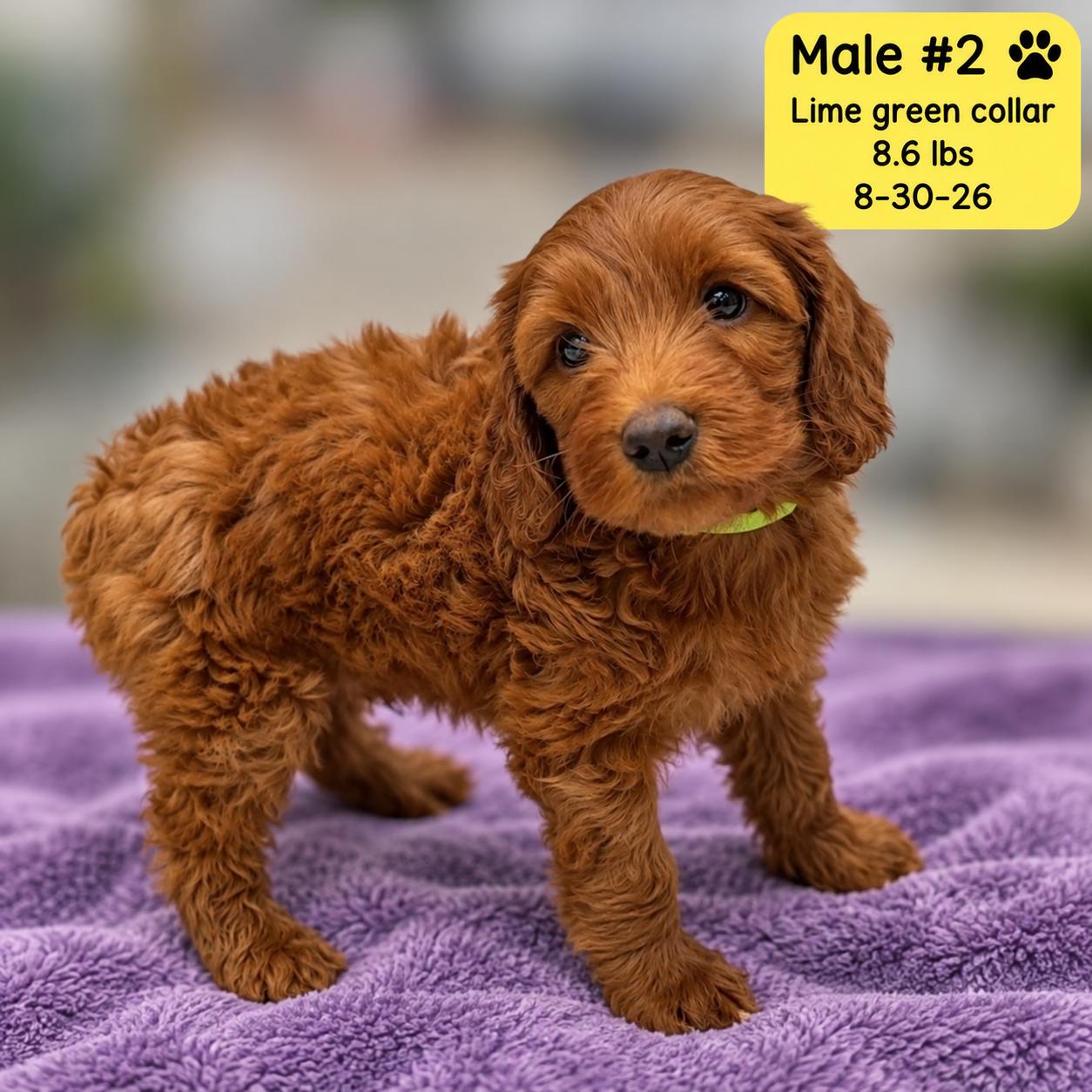 Enlarge Bowie, a Adoptable Labradoodle in El Segundo, CA image 3/6