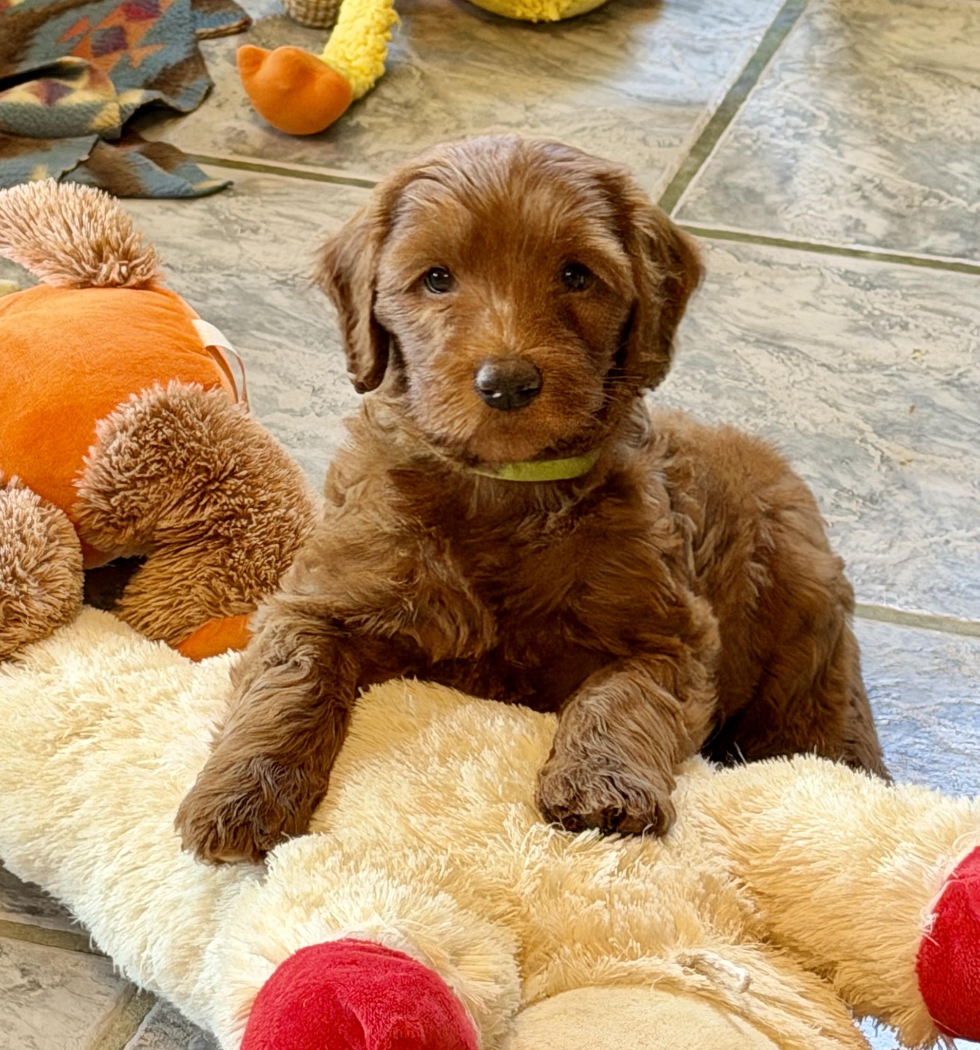 Enlarge Bowie, a Adoptable Labradoodle in El Segundo, CA image 4/6