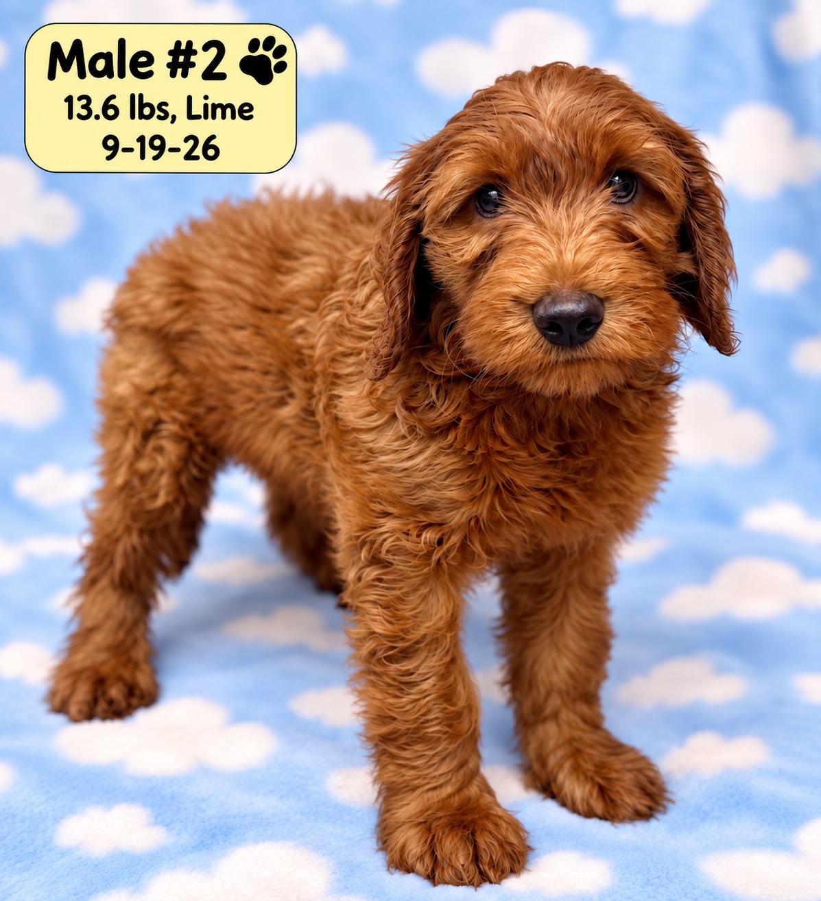 Enlarge Bowie, a Adoptable Labradoodle in El Segundo, CA image 1/6