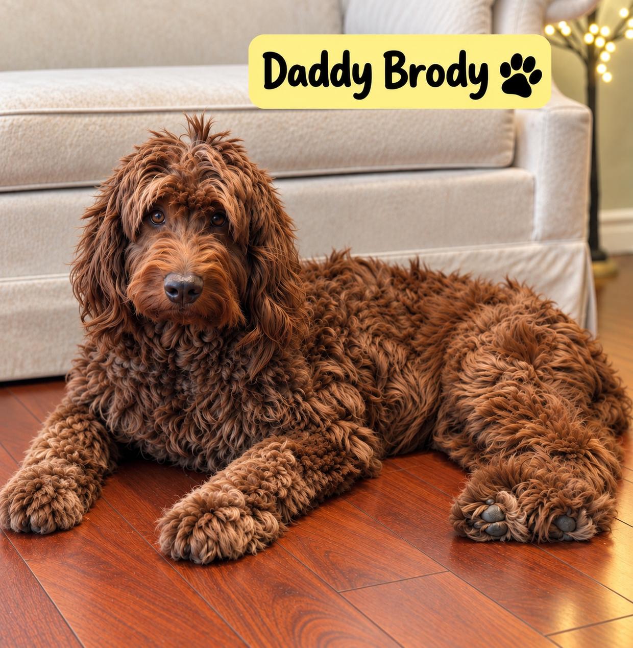 Enlarge Bowie, a Adoptable Labradoodle in El Segundo, CA image 5/6