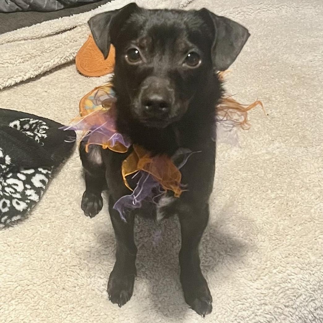 Boo