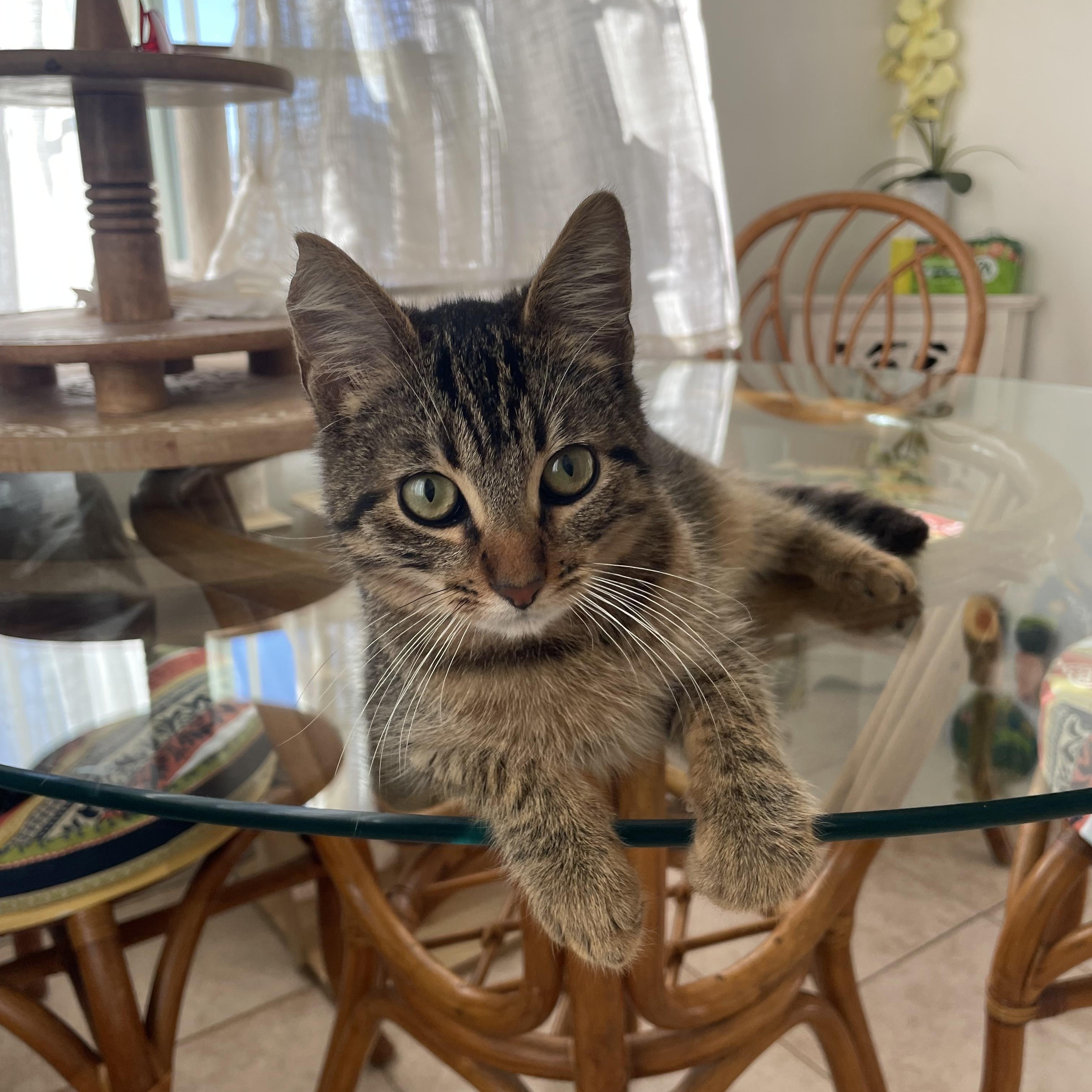 Sebi, ADOPTABLE, Young Male Domestic Short Hair.