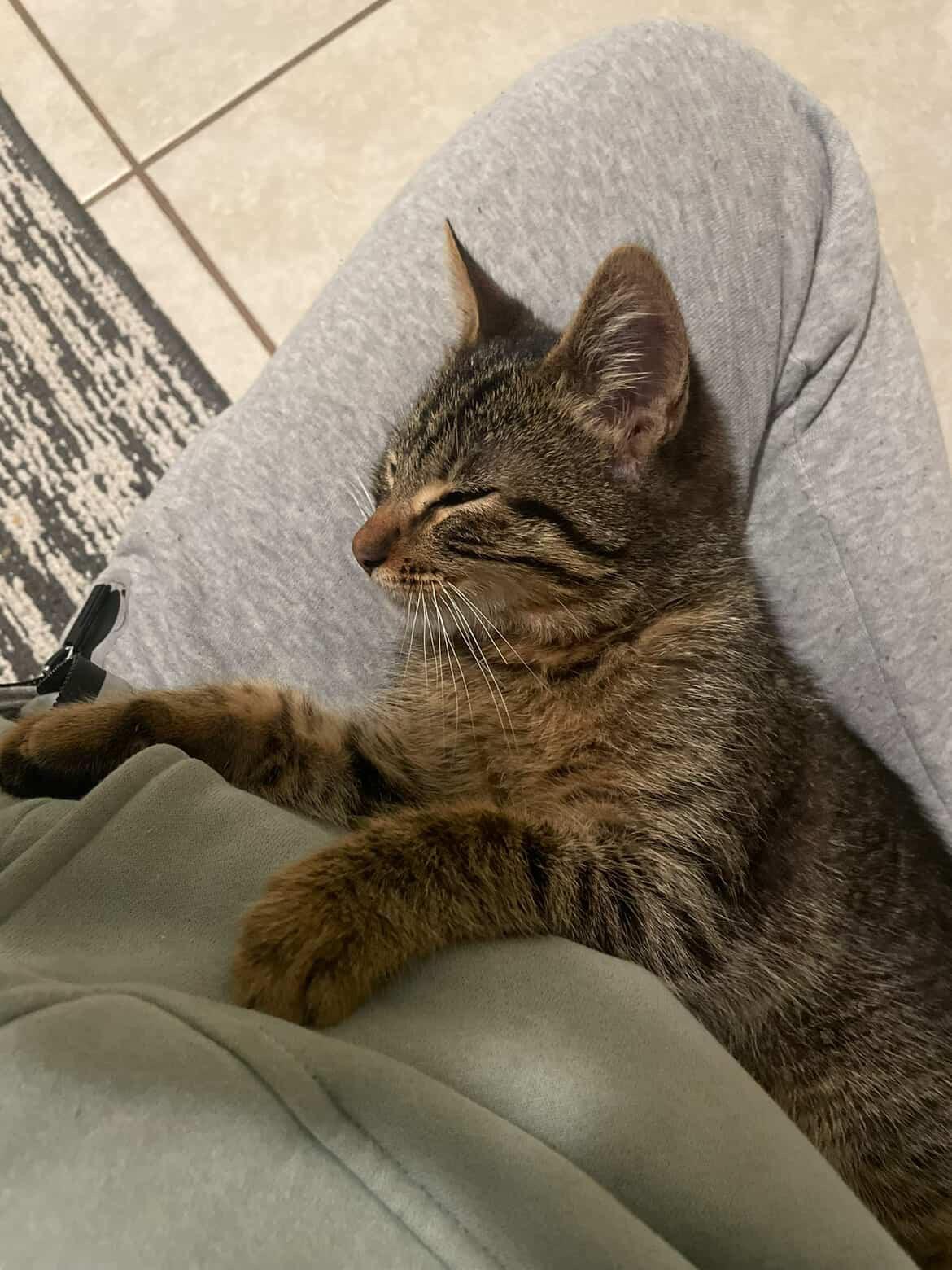 Sebi, a ADOPTABLE Domestic Short Hair in Long Beach, CA image 2/2