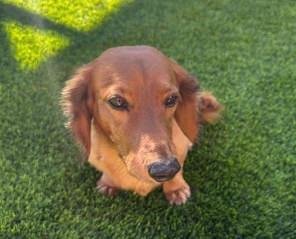George  -  Bonded With Gracie  - Las Vegas, Adoptable, Senior Male Dachshund.