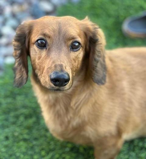 Enlarge George  -  Bonded With Gracie  - Las Vegas, a Adoptable Dachshund in Los Angeles, CA image 2/3